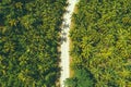 Top view aerial shot of a landscape with a curved road through a coconut palm plantation in Siargao, Philippines. Royalty Free Stock Photo