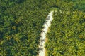 Top view aerial shot of a landscape with a curved road through a coconut palm plantation in Siargao, Philippines. Royalty Free Stock Photo