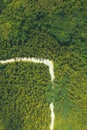 Top view aerial shot of a landscape with a curved road through a coconut palm plantation in Siargao, Philippines. Royalty Free Stock Photo