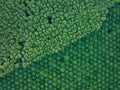 Top view aerial shot of the palm grove with green trees forest,palm grove and shadows from palm trees,Amazing nature trees Royalty Free Stock Photo