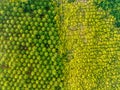 Top view aerial shot of the palm grove with green trees forest,palm grove and shadows from palm trees,Amazing nature trees Royalty Free Stock Photo