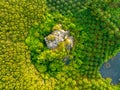 Top view aerial shot of the palm grove with green trees forest,palm grove and shadows from palm trees,Amazing nature trees Royalty Free Stock Photo
