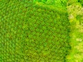 Top view aerial shot of the palm grove with green trees forest,palm grove and shadows from palm trees,Amazing nature trees Royalty Free Stock Photo