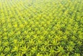 Top view aerial shot of the palm grove that looks like perfect b Royalty Free Stock Photo