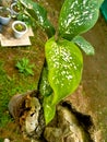 The Top view of aglaonema green leaves are growing on the death papaya trunk occurs in the natural garden