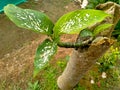 The Top view of aglaonema green leaves are growing on the death papaya trunk occurs in the natural garden