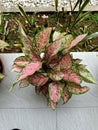 Top View Aglaonema lady valentine clumps in a pot beautiful look. Pink Green Aglaonema Leaf Colors in the garden