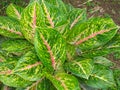 Top view of aglaonema one of the most colorful houseplants
