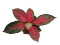 Aglaonema plant, colorful leaves