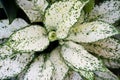 Aglaonema Snow White