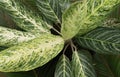 Top view aglaonema tropical leaves