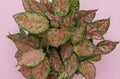 Top view aglaonema tropical leaves