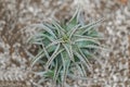 Top view of aloe cactus. natural balckground Royalty Free Stock Photo