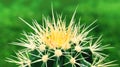 Top view of amazing green cactus as a background, close up, natural texture. Closeup cactus isolated on fresh green background. M