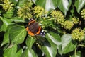 Top view of an amazing red admiral butterfly on a sunlit plant foliage Royalty Free Stock Photo