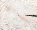 Top view of annual rings on stump of tree. Wooden background texture Royalty Free Stock Photo