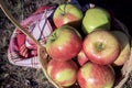 Top view apples in a basket. Autumn harvest Royalty Free Stock Photo