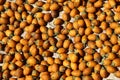 Top view of areca nut kept for drying in the sun which later be peeled of for its betel nuts to make pan and other chewable