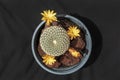 Top View of Arenaceous Crown Cactus Sulcorebutia arenacea Nursery Stock Specimen with Tiny Orange Flowers