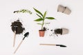 top view of arranged gardening equipment, flowerpots and green plants