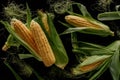 top view of arrangement of fresh corn cobs