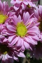 Full bloom soft pink chrysanthemum flowers Royalty Free Stock Photo