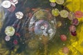 Top view of artificial floating lotus leaves on a fountain water