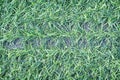 Top view artificial green grassy field texture in garden background Royalty Free Stock Photo