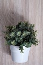 Top view of artificial potted plant on wooden table
