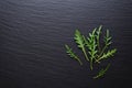 Top view of arugula on black slate