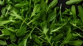 top view of arugula lettuce green leaves background