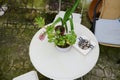 Top view ashtray with cigarette butts on the white table with chair in the garden. The concept of lung cancer diseases Royalty Free Stock Photo