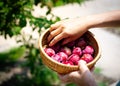 Top view Asian lady hands harvest homegrown plums to round wicker bamboo basket at front yard garden concrete sidewalk pathway at Royalty Free Stock Photo