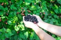 Top view Asian man hands with full palms of fresh harvested ripe blackberries, lush green berry bush background, organic berries Royalty Free Stock Photo