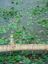 Top view of Asian tourists enjoy taking pictures on bamboo bridge over river with many lotuses. Happiness female spending time