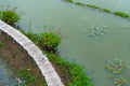 Top view of Asian tourists enjoy walking on bamboo bridge over river with many lotuses in countryside. Happiness young girl