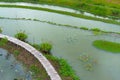 Top view of Asian tourists enjoy walking on bamboo bridge over river with many lotuses in countryside. Happiness young girl