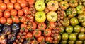 Top view assortment of tomatoes of many kinds, healthy food, studio photo Royalty Free Stock Photo