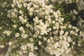 Aster ericoides or White Cutter flower. Royalty Free Stock Photo