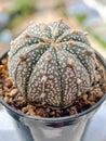 Top view of Astrophytum asterias plant