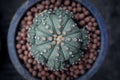 Top view astrophytum asterius cactus in planting pot