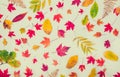 Top view Autumn background with fallen different types of multicolor leaves - green, yellow, orange, red on white background isola Royalty Free Stock Photo