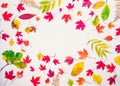 Top view Autumn background with oval frame of fallen different types of multicolor leaves - green, yellow, orange, red on white ba