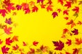 Top view Autumn frame from fallen red maple leaves on textured bright yellow paper. Colorful autumn template made of foliage. Sele