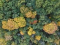 Top view of an autumnal dense forested area with colorful trees