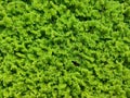 Top view of Azolla pinnata aquatic plant texture background Royalty Free Stock Photo