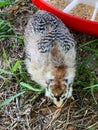 Top view of a Baby Easter egger chick in the backyard Royalty Free Stock Photo