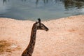 A close-up image of an adult giraffe`s head Royalty Free Stock Photo