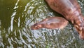 Top view. Baby Hippopotamus Hippopotamus Amphibius in Water wi