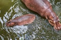 Top view. Baby Hippopotamus Hippopotamus Amphibius in Water wi